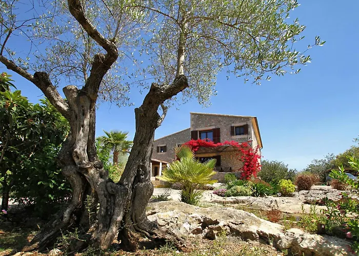 Olivo De La Roca * Pollença