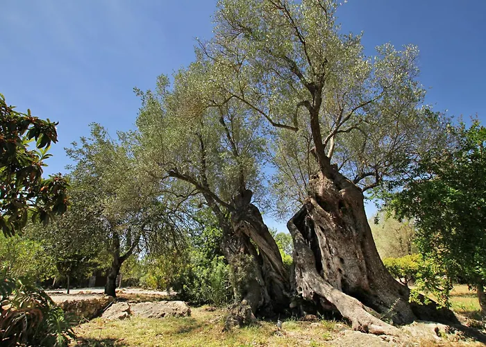 Villa Olivo De La Roca