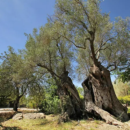 Вилла Olivo De La Roca
