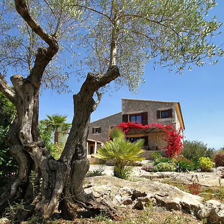 Olivo De La Roca * Pollença